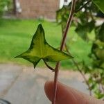 Senecio macroglossus Leaf