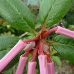 Rhododendron armitii Blomst