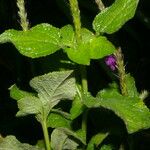 Stachytarpheta frantzii Habitus