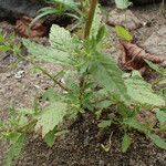 Dysphania ambrosioides Leaf