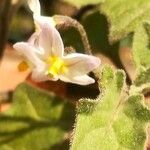 Solanum villosum Flower