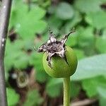 Pyrus calleryana Fruit