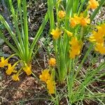 Narcissus gaditanus Flower