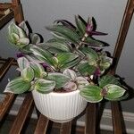 Tradescantia fluminensisVekstform