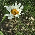 Leucanthemopsis alpina Květ