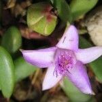 Sesuvium portulacastrum Õis