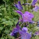 Echium vulgareFlower