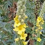 Verbascum densiflorum Hoja