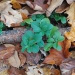 Veronica officinalis Blad