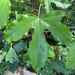 Dendropanax arboreus Hoja