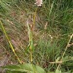 Persicaria bistorta Flower