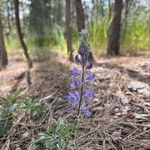 Lupinus argenteus Cvet