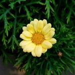 Argyranthemum frutescensFlor