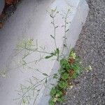 Arabidopsis thaliana Облик