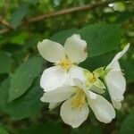 Philadelphus coronariusÇiçek