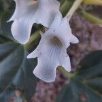 Rogeria longiflora Květ
