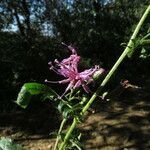 Serratula tinctoria Blüte