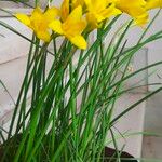 Zephyranthes citrina Leaf