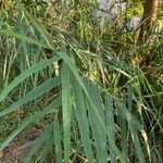 Phragmites australisYaprak