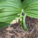 Maianthemum racemosum Цветок