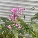 Cleome spinosa Flower