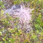 Pulsatilla alpina Fruit