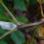 Magnolia × brooklynensis