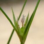 Juncus bufonius Levél