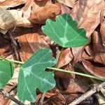 Adenia cissampeloides 葉