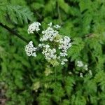 Anthriscus sylvestris 花