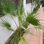 Washingtonia robustaBlad