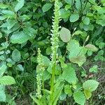 Platanthera hyperborea Floare