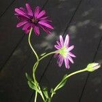 Osteospermum ecklonisHàbitat