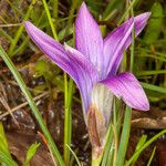 Romulea ligustica 花
