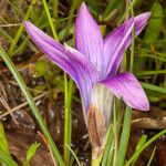 Romulea ligustica Flower