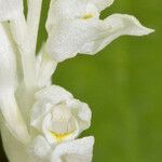 Cephalanthera austiniae Flower