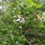 Prunus glandulosa Blüte