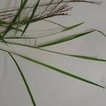 Digitaria velutina Frunză