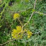 Solanecio angulatus Flower