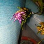 Centaurea nigra 花