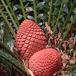 Encephalartos ferox Lorea