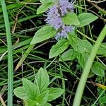 Mentha arvensis Blomma