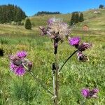 Cirsium palustreFlower