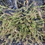 Galium corymbosum Leaf