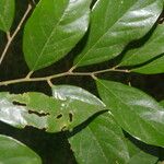 Licania hypoleuca Leaf