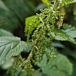 Urtica dioica Fruit