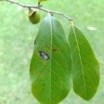 Diospyros inconstans Leaf