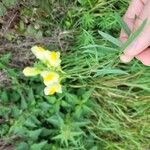 Linaria supinaЦветок