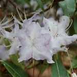 Rhododendron augustinii Flor