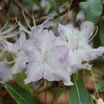 Rhododendron augustinii Λουλούδι